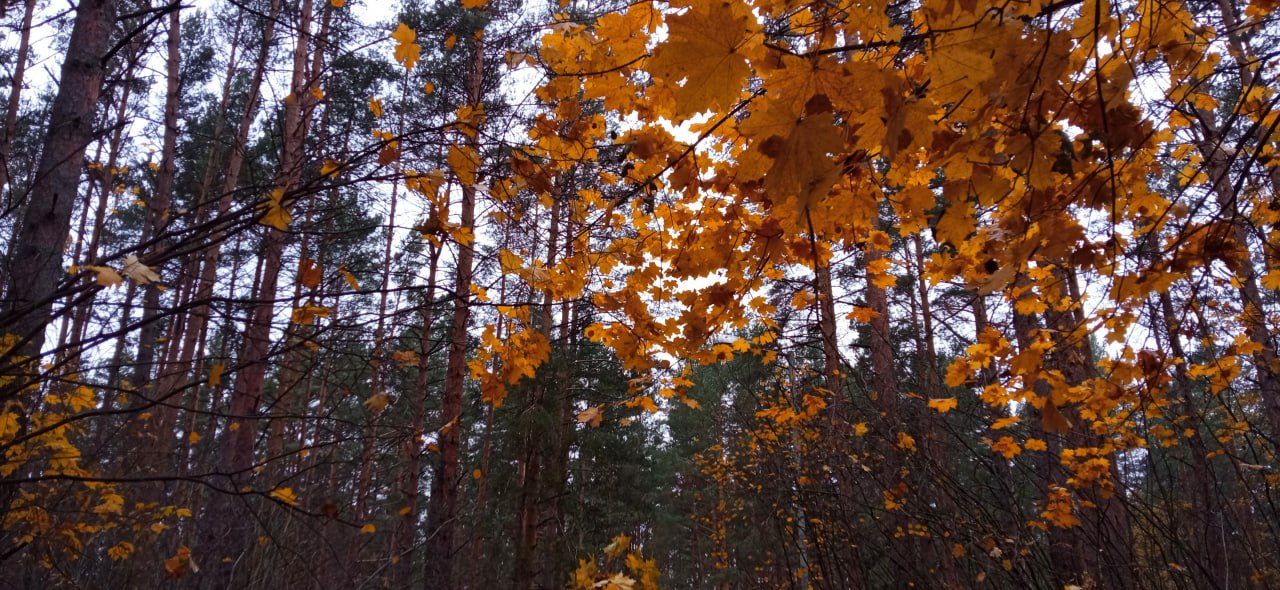 Рисунок 2 - Восприятие шелеста листьев при приеме антидепрессантов
